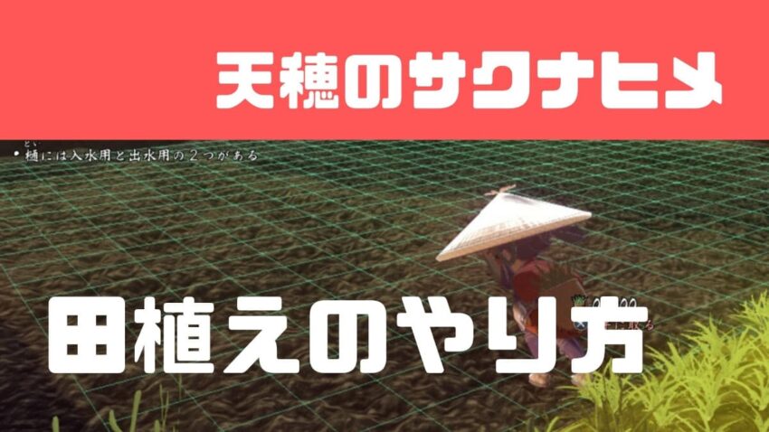 サクナヒメ 田植えのコツと植える密度の目安 ここlog