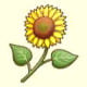 ひまわり